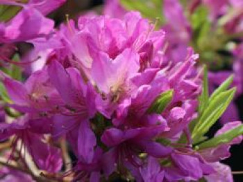 Rhododendron 'Fraseri', 30-40 cm, Rhododendron canadense 'Fraseri', Containerware von Rhododendron canadense 'Fraseri'