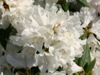 Rhododendron 'Dora Amateis', 20-25 cm, Rhododendron carolinianum 'Dora Amateis', Containerware von Rhododendron carolinianum 'Dora Amateis'