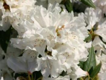 Rhododendron 'Dora Amateis', 25-30 cm, Rhododendron carolinianum 'Dora Amateis', Containerware von Rhododendron carolinianum 'Dora Amateis'