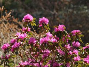 Rhododendron 'P.J.M.Elite', 20-25 cm, Rhododendron carolinianum 'P.J.M.Elite', Containerware Rhododendron 'P.J.M.Elite', 20-25 cm, Rhododendron carolinianum 'P.J.M.Elite', Containerware von Rhododendron carolinianum 'P.J.M.Elite'