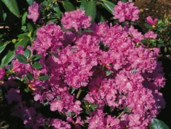 Rhododendron 'Regal', 30-40 cm, Rhododendron carolinianum 'Regal', Containerware von Rhododendron carolinianum 'Regal'