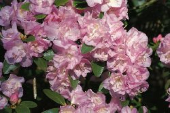 Rhododendron 'April Reign', 30-40 cm, Rhododendron dauricum 'April Reign', Containerware von Rhododendron dauricum 'April Reign'