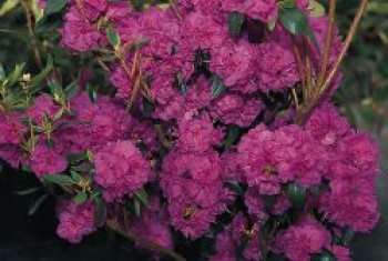 Rhododendron 'April Rose', 30-40 cm, Rhododendron dauricum 'April Rose', Containerware von Rhododendron dauricum 'April Rose'