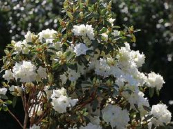 Rhododendron 'April Snow', 40-50 cm, Rhododendron dauricum 'April Snow', Containerware von Rhododendron dauricum 'April Snow'