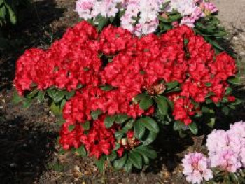 Rhododendron 'Lisetta' ®, 30-40 cm, Rhododendron haematodes 'Lisetta' ®, Containerware von Rhododendron haematodes 'Lisetta' ®