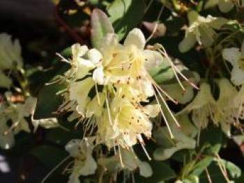 Rhododendron 'Princess Anne', 20-25 cm, Rhododendron hanceanum 'Princess Anne', Containerware von Rhododendron hanceanum 'Princess Anne'