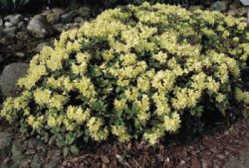 Rhododendron 'Princess Anne', 25-30 cm, Rhododendron hanceanum 'Princess Anne', Containerware von Rhododendron hanceanum 'Princess Anne'