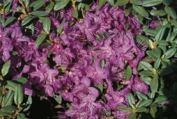 Rhododendron 'Blue Silver', 30-40 cm, Rhododendron hippophaeoides 'Blue Silver', Containerware von Rhododendron hippophaeoides 'Blue Silver'