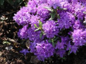 Rhododendron 'Blaumeise', 25-30 cm, Rhododendron impeditum 'Blaumeise', Containerware von Rhododendron impeditum 'Blaumeise'
