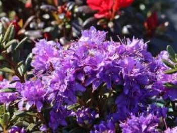 Rhododendron 'Blue Wonder', 25-30 cm, Rhododendron impeditum 'Blue Wonder', Containerware von Rhododendron impeditum 'Blue Wonder'