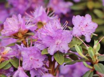 Rhododendron 'Ramapo', 25-30 cm, Rhododendron impeditum 'Ramapo', Containerware von Rhododendron impeditum 'Ramapo'