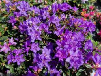 Kleinblättriger Rhododendron 'Saint Merryn', 25-30 cm, Rhododendron impeditum 'Saint Merryn', Containerware von Rhododendron impeditum 'Saint Merryn'