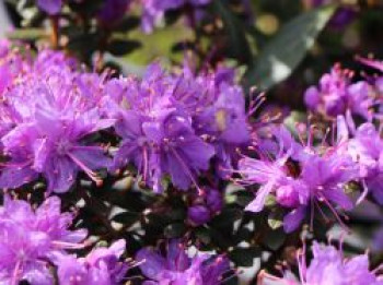 Veilchenblauer Rhododendron, 15-20 cm, Rhododendron impeditum, Containerware von Rhododendron impeditum