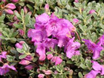Zwerg-Rhododendron, 20-25 cm, Rhododendron keleticum, Containerware von Rhododendron keleticum