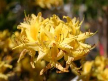 Laubabwerfende Azalee / Gelbe Azalee / Pontische Azalee, 25-30 cm, Rhododendron luteum / flavum / Azalea pontica, Containerware von Rhododendron luteum / flavum / Azalea pontica