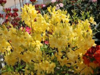 Laubabwerfende Azalee 'Anneke', 60-80 cm, Rhododendron luteum 'Anneke', Containerware von Rhododendron luteum 'Anneke'
