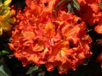 Laubabwerfende Azalee 'Aprikot', 30-40 cm, Rhododendron luteum 'Aprikot', Containerware Laubabwerfende Azalee 'Aprikot', 30-40 cm, Rhododendron luteum 'Aprikot', Containerware von Rhododendron luteum 'Aprikot'