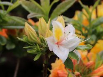 Laubabwerfende Azalee 'Arima', 30-40 cm, Rhododendron luteum 'Arima', Containerware von Rhododendron luteum 'Arima'