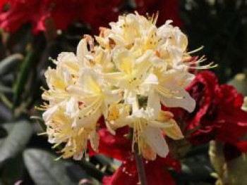 Sommergrüne Azalee 'Daviesii', 40-50 cm, Rhododendron luteum 'Daviesii', Containerware von Rhododendron luteum 'Daviesii'