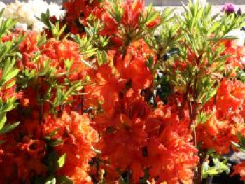 Laubabwerfende Azalee 'Fanal', 40-50 cm, Rhododendron luteum 'Fanal', Containerware von Rhododendron luteum 'Fanal'