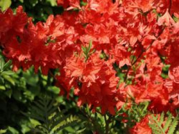 Laubabwerfende Azalee 'Feuerwerk', 30-40 cm, Rhododendron luteum 'Feuerwerk', Containerware von Rhododendron luteum 'Feuerwerk'