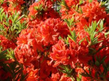 Laubabwerfende Azalee 'Fridtjof Nansen', 30-40 cm, Rhododendron luteum 'Fridtjof Nansen', Containerware von Rhododendron luteum 'Fridtjof Nansen'