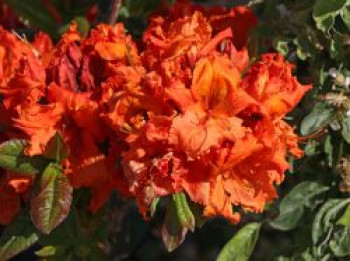 Laubabwerfende Azalee 'Gibraltar', 40-50 cm, Rhododendron luteum 'Gibraltar', Containerware von Rhododendron luteum 'Gibraltar'