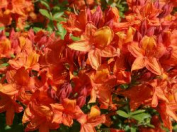 Rhododendron 'Golden Eagle', 30-40 cm, Rhododendron luteum 'Golden Eagle', Containerware von Rhododendron luteum 'Golden Eagle'
