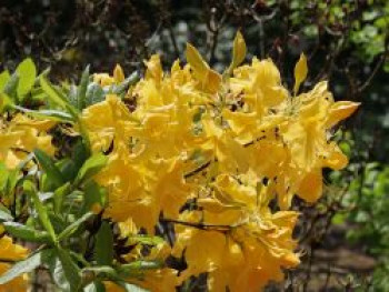 Laubabwerfende Azalee 'Golden Sunset', 30-40 cm, Rhododendron luteum 'Golden Sunset', Containerware Laubabwerfende Azalee 'Golden Sunset', 30-40 cm, Rhododendron luteum 'Golden Sunset', Containerware von Rhododendron luteum 'Golden Sunset'