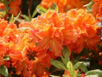 Laubabwerfende Azalee 'Goldflamme', 30-40 cm, Rhododendron luteum 'Goldflamme', Containerware von Rhododendron luteum 'Goldflamme'