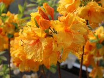 Laubabwerfende Azalee 'Goldpracht', 40-50 cm, Rhododendron luteum 'Goldpracht', Containerware von Rhododendron luteum 'Goldpracht'