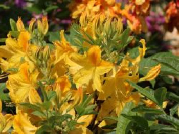 Laubabwerfende Azalee 'Goldtopas', Stamm 50-60 cm, Rhododendron luteum 'Goldtopas', Stämmchen von Rhododendron luteum 'Goldtopas'