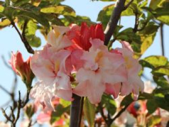 Laubabwerfende Azalee 'Jack A. Sand', 40-60 cm, Rhododendron luteum 'Jack A. Sand', Containerware von Rhododendron luteum 'Jack A. Sand'