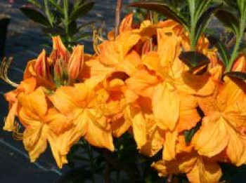 Laubabwerfende Azalee 'Klondyke', 40-60 cm, Rhododendron luteum 'Klondyke', Containerware von Rhododendron luteum 'Klondyke'