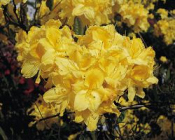 Laubabwerfende Azalee 'Limetta', 30-40 cm, Rhododendron luteum 'Limetta', Containerware Laubabwerfende Azalee 'Limetta', 30-40 cm, Rhododendron luteum 'Limetta', Containerware von Rhododendron luteum 'Limetta'