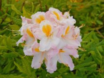 Laubabwerfende Azalee 'Möwe', 40-50 cm, Rhododendron luteum 'Möwe', Containerware von Rhododendron luteum 'Möwe'