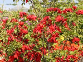 Laubabwerfende Azalee 'Nabucco', 30-40 cm, Rhododendron luteum 'Nabucco', Containerware von Rhododendron luteum 'Nabucco'