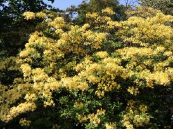 Laubabwerfende Azalee 'Narcissiflora', 30-40 cm, Rhododendron luteum 'Narcissiflora', Containerware von Rhododendron luteum 'Narcissiflora'
