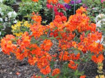 Laubabwerfende Azalee 'Orange Hit', 30-40 cm, Rhododendron luteum 'Orange Hit', Containerware von Rhododendron luteum 'Orange Hit'
