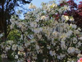 Laubabwerfende Azalee 'Oxydol', 40-60 cm, Rhododendron luteum 'Oxydol', Containerware von Rhododendron luteum 'Oxydol'