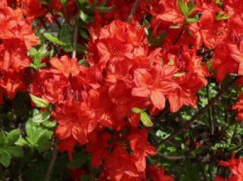 Laubabwerfende Azalee 'Parkfeuer', 40-50 cm, Rhododendron luteum 'Parkfeuer', Containerware von Rhododendron luteum 'Parkfeuer'