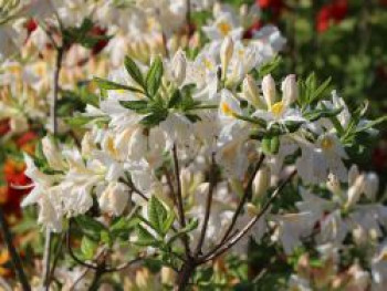 Laubabwerfende Azalee 'Persil', 60-80 cm, Rhododendron luteum 'Persil', Containerware von Rhododendron luteum 'Persil'