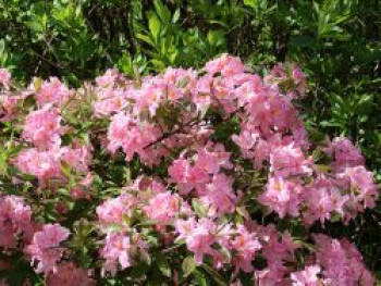 Laubabwerfende Azalee 'Raimunde', 40-50 cm, Rhododendron luteum 'Raimunde', Containerware Laubabwerfende Azalee 'Raimunde', 40-50 cm, Rhododendron luteum 'Raimunde', Containerware von Rhododendron luteum 'Raimunde'