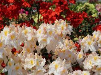Laubabwerfende Azalee 'Schneegold', 60-70 cm, Rhododendron luteum 'Schneegold', Containerware von Rhododendron luteum 'Schneegold'