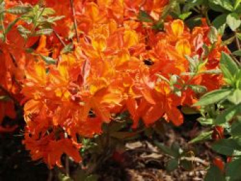 Laubabwerfende Azalee 'Sunny Boy', 60-80 cm, Rhododendron luteum 'Sunny Boy', Containerware von Rhododendron luteum 'Sunny Boy'