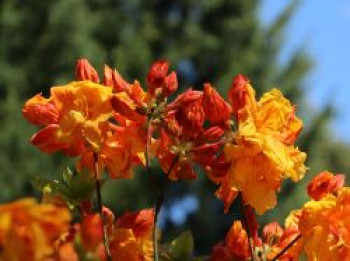 Laubabwerfende Azalee 'Sunte Nectarine', 40-50 cm, Rhododendron luteum 'Sunte Nectarine', Containerware von Rhododendron luteum 'Sunte Nectarine'