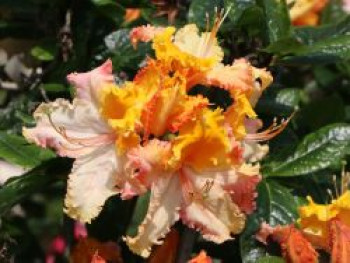 Laubabwerfende Azalee 'Washington State Centennial', 30-40 cm, Rhododendron luteum 'Washington State Centennial', Containerware von Rhododendron luteum 'Washington State Centennial'
