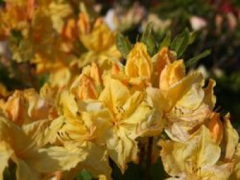 Laubabwerfende Azalee 'Windsor Sunbeam', 30-40 cm, Rhododendron luteum 'Windsor Sunbeam', Containerware von Rhododendron luteum 'Windsor Sunbeam'