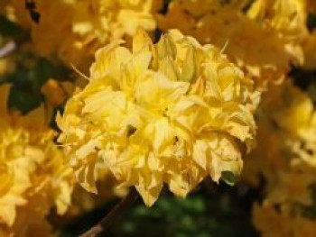 Laubabwerfende Azalee / Gelbe Azalee 'Yellow Pom Pom', 30-40 cm, Rhododendron luteum 'Yellow Pom Pom', Containerware von Rhododendron luteum 'Yellow Pom Pom'