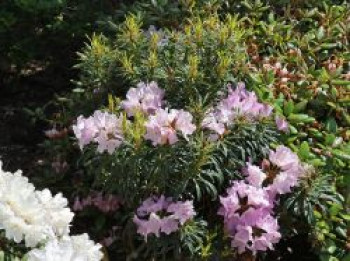 Rhododendron 'Jens Jörgen Sörensen', 25-30 cm, Rhododendron makinoi 'Jens Jörgen Sörensen', Containerware von Rhododendron makinoi 'Jens Jörgen Sörensen'